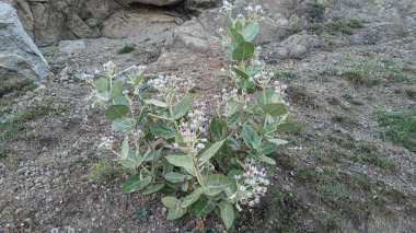 Calotropis Procera Sapling Bitkisi, Sodom, Aak, Madar Elması, ya da tepelik ya da dağlık bir alandaki dev yosun bitkileri ve çiçekler