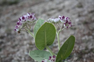 Calotropis Procera Sapling Plant, Apple Of Sodom, Aak, Madar, or Giant Milkweed plants and flowers in a hilly or mountain area clipart