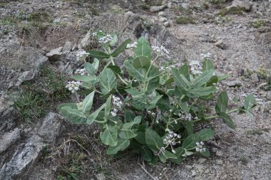 Calotropis Procera Sapling Plant, Apple Of Sodom, Aak, Madar, or Giant Milkweed plants and flowers in a hilly or mountain area clipart