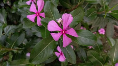 Catharanthus veya Periwinkle mor çiçekleri