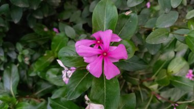 Catharanthus veya Periwinkle mor çiçekleri