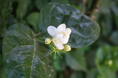 Taze Yasemin beyaz çiçekler