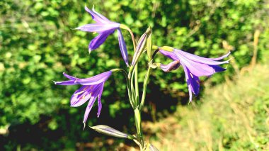 Ixiolirion tataricum, Sibirya zambağı Bahar Çiçeği