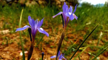 Ixiolirion tataricum, Sibirya zambağı Bahar Çiçeği
