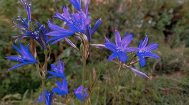 Ixiolirion tataricum, Siberian lily Spring Flower clipart