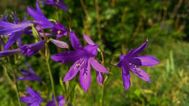 Ixiolirion tataricum, Sibirya zambağı Bahar Çiçeği