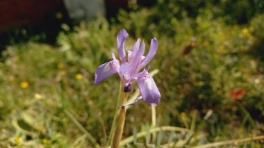 Ixiolirion tataricum, Sibirya zambağı Bahar Çiçeği