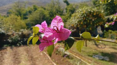 Bougainvillea spektabilis mor yaprak çiçekleri