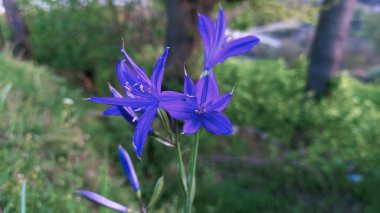 Ixiolirion tataricum, Siberian lily Spring Flower clipart