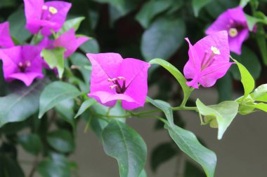 Bougainvillea spektabilis mor yaprak çiçekleri