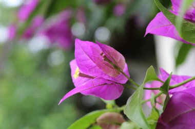 Bougainvillea spektabilis mor yaprak çiçekleri