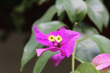 Bougainvillea spektabilis mor yaprak çiçekleri