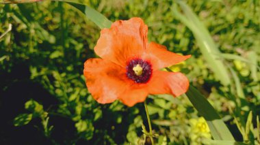 Windpoppy, Papaver heterofillum veya Papaver rhoeas