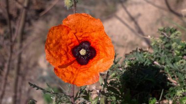 Windpoppy, Papaver heterofillum veya Papaver rhoeas