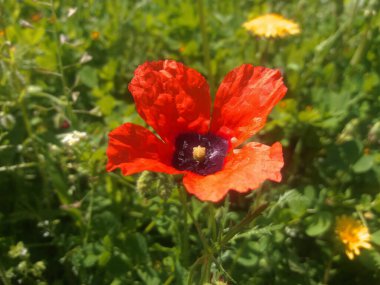 Windpoppy, Papaver heterofillum veya Papaver rhoeas
