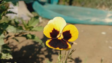 Pency, Viola, Violet veya Wittrockiana 'nın güzel çiçekleri