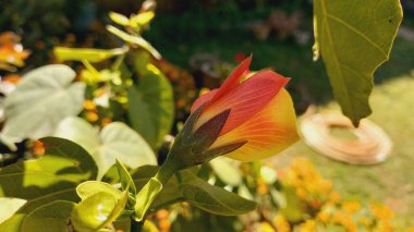 Hibiscus Tiliaceus veya Cottonwood sarı çiçeği