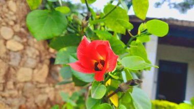 Hibiscus Tiliaceus veya Cottonwood sarı çiçeği