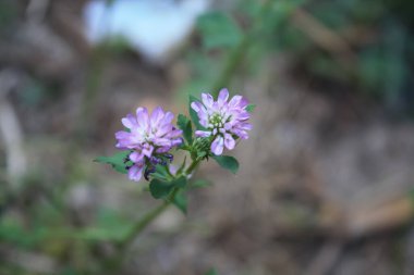 ters yonca, Pers yoncası, Şaft, Syn. T. resupinatum L. var. Majus Boss., T. suaveolens Willd veya Trifolium resupinatum