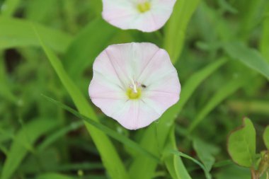 Saha yosunu, Convolvulus scammonia, Sabah zaferi ya da Japon bağotu