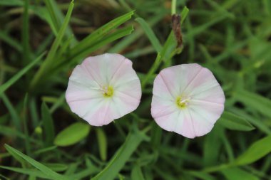 Saha yosunu, Convolvulus scammonia, Sabah zaferi ya da Japon bağotu