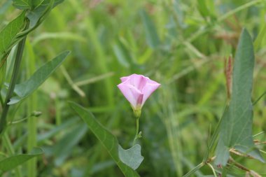 Saha yosunu, Convolvulus scammonia, Sabah zaferi ya da Japon bağotu