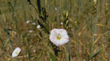 Field bindweed, Convolvulus scammonia, Morning glory or Japanese bindweed clipart