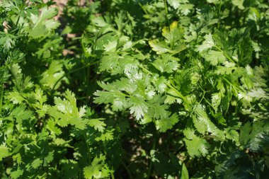 Kişniş, Cilantro, Çin maydanozu, Dhania, Culantro, Recao