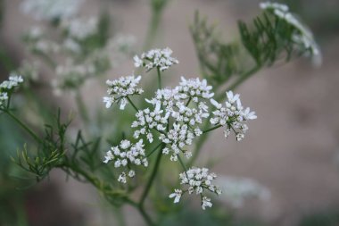 Kişniş, Cilantro, Çin maydanozu, Dhania, Culantro, Recao