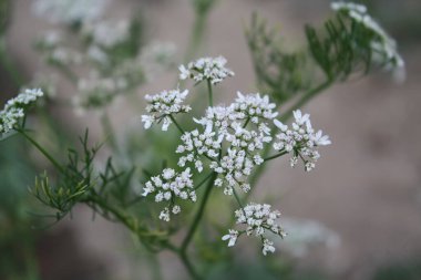 Kişniş, Cilantro, Çin maydanozu, Dhania, Culantro, Recao