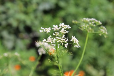 Kişniş, Cilantro, Çin maydanozu, Dhania, Culantro, Recao