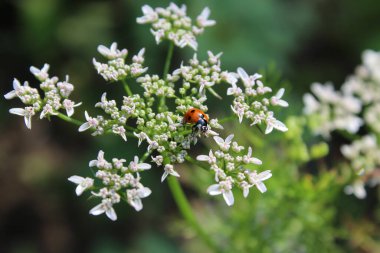 Kişniş, Cilantro, Çin maydanozu, Dhania, Culantro, Recao