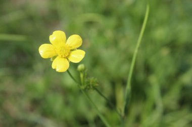 Sürünen Düğün Çiçeği Güzel sarı çiçek