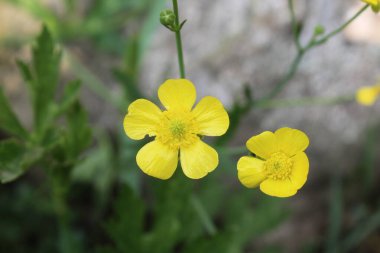Sürünen Düğün Çiçeği Güzel sarı çiçek