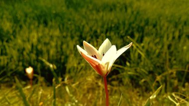 Lale, Hardy Buld veya Lily bahar çiçekleri