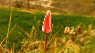 Lale, Hardy Buld veya Lily bahar çiçekleri