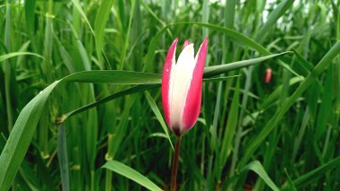 Lale, Hardy Buld veya Lily bahar çiçekleri