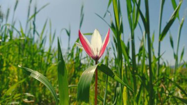 Lale, Hardy Buld veya Lily bahar çiçekleri