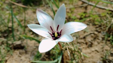 Lale, Hardy Buld veya Lily bahar çiçekleri