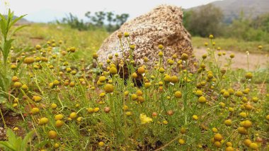 Matricaria discoidea, yaygın olarak çam kozalağı, papatya çayı, disk mayotu, ve vatozsuz sarı çiçekler, yeşil arka plan olarak bilinir..