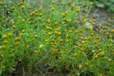 Matricaria discoidea, yaygın olarak çam kozalağı, papatya çayı, disk mayotu, ve vatozsuz sarı çiçekler, yeşil arka plan olarak bilinir..