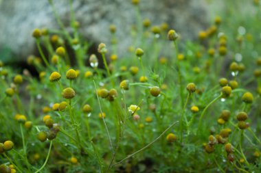 Matricaria discoidea, commonly known as pineappleweed, wild chamomile, disc mayweed, and rayless mayweed beautiful yellow flowers, green background. clipart