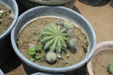 Paskalya zambağı kaktüsü, Echinopsis oksigona