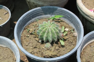 Paskalya zambağı kaktüsü, Echinopsis oksigona