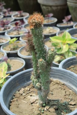 Paskalya zambağı kaktüsü, Echinopsis oksigona