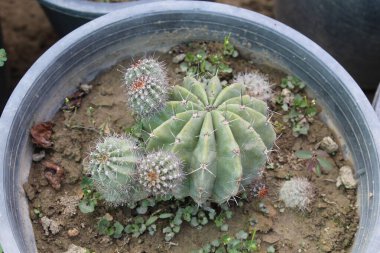 Easter lily cactus, Echinopsis oxygona clipart