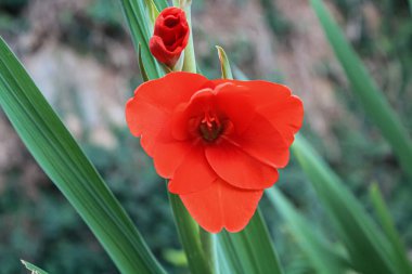 Kılıç Lily 'Robinetta' Hardy Gladiolus 'Robinetta' Dwarf Gladiolus 'Robinetta' Ödüllü Gladiolus Robinetta