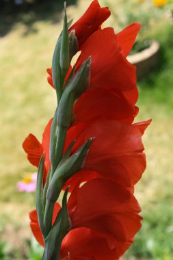 Kılıç Lily 'Robinetta' Hardy Gladiolus 'Robinetta' Dwarf Gladiolus 'Robinetta' Ödüllü Gladiolus Robinetta
