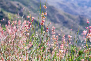 Rumex Hastatus vahşi dağ bitkisi