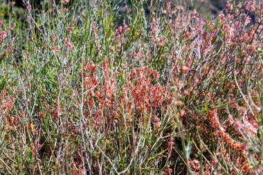 Rumex Hastatus vahşi dağ bitkisi